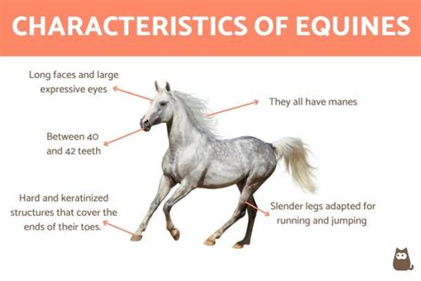 The Magic of Salty Equines: Tales of Supernatural Abilities